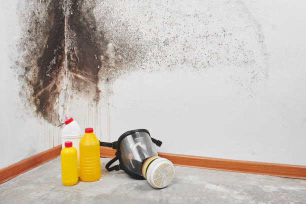 Best Industrial Mold Remediation in Vass, NC