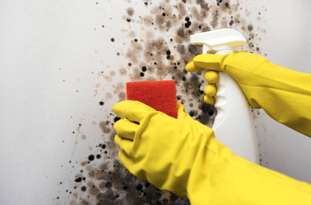 Best Health and Safety Mold Remediation in Vass, NC