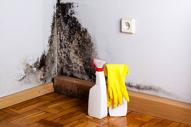 Best Commercial Mold Remediation in Vass, NC