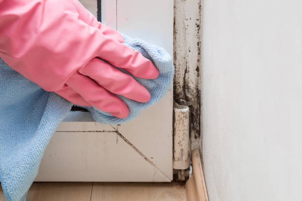Best Insurance-Related Mold Remediation in Vass, NC